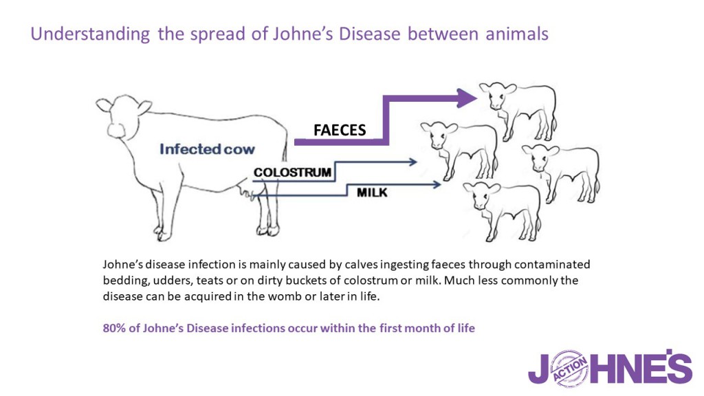 Infographic_how the disease spreads